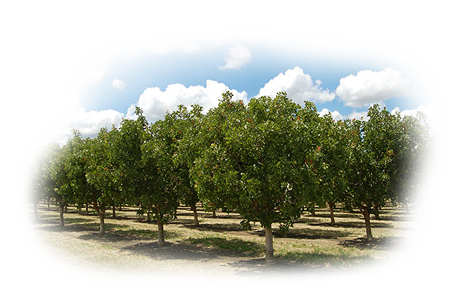 Pistachio Orchard